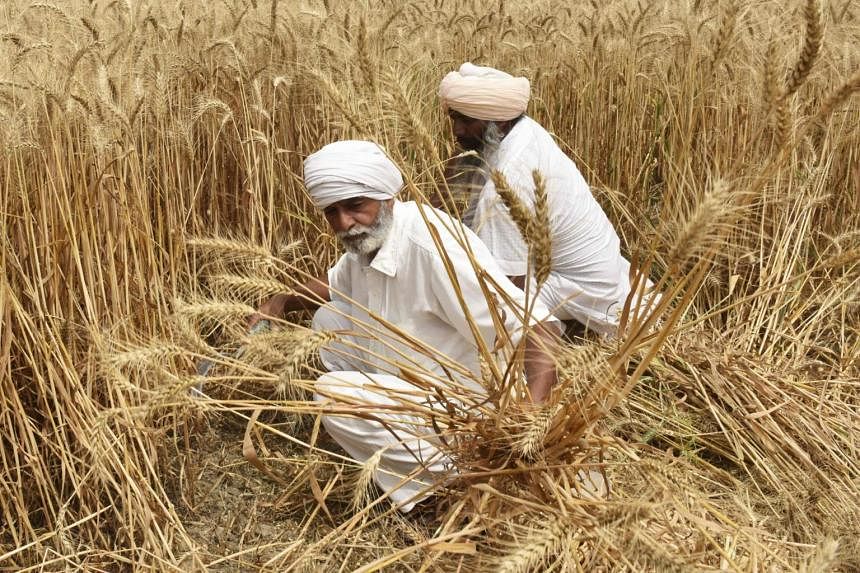 India merencanakan lebih sedikit gandum, lebih banyak beras untuk program makanan gratis setelah gelombang panas